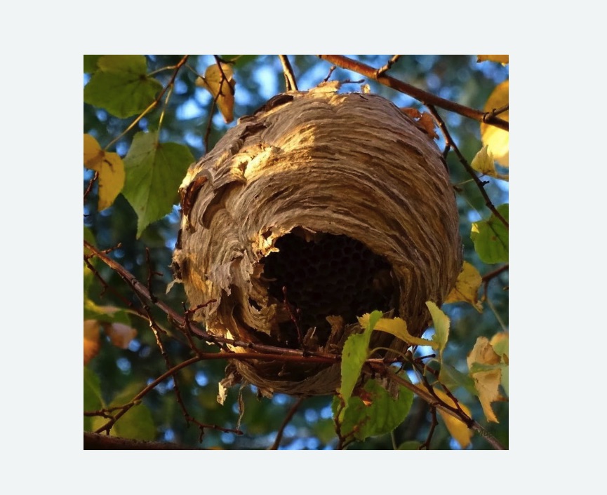 Обработка от шершней Зорге метро Москвы