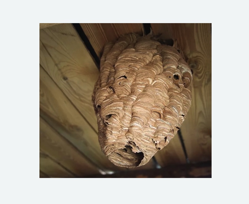 обработка от шершней Зорге метро Москвы