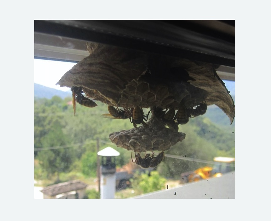 Уничтожение гнёзд шершней Зорге метро Москвы