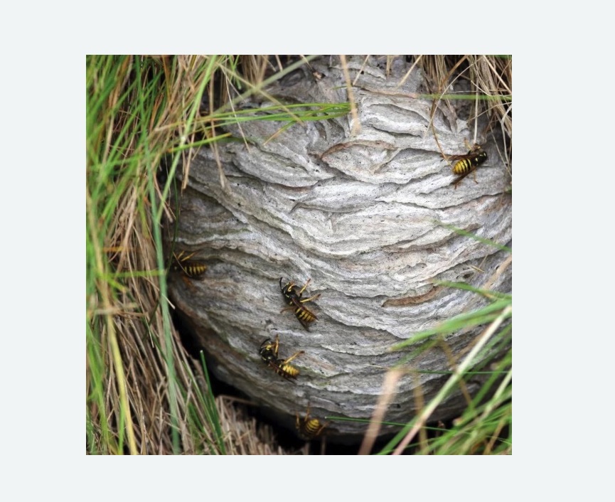 Уничтожение ос и ульев Зорге метро Москвы